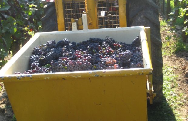 Foto 7 von Weingut auf den fünfzehn Morgen