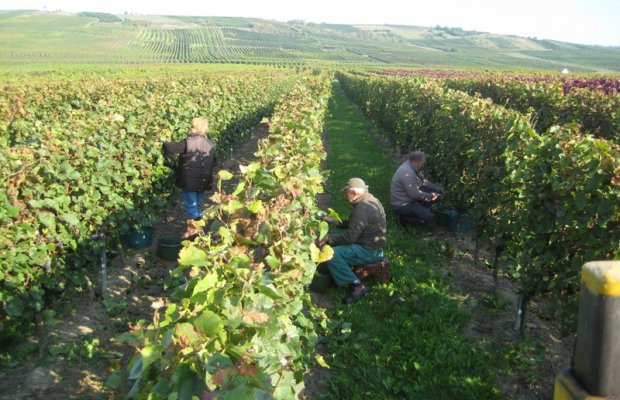 Foto 6 von Weingut auf den fünfzehn Morgen