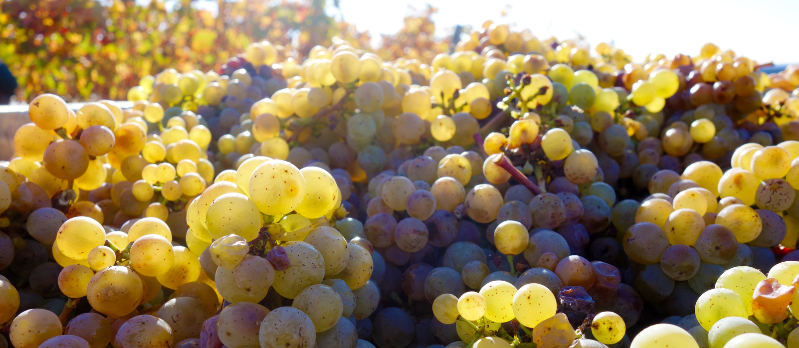 Foto 2 von Weingut Bauer