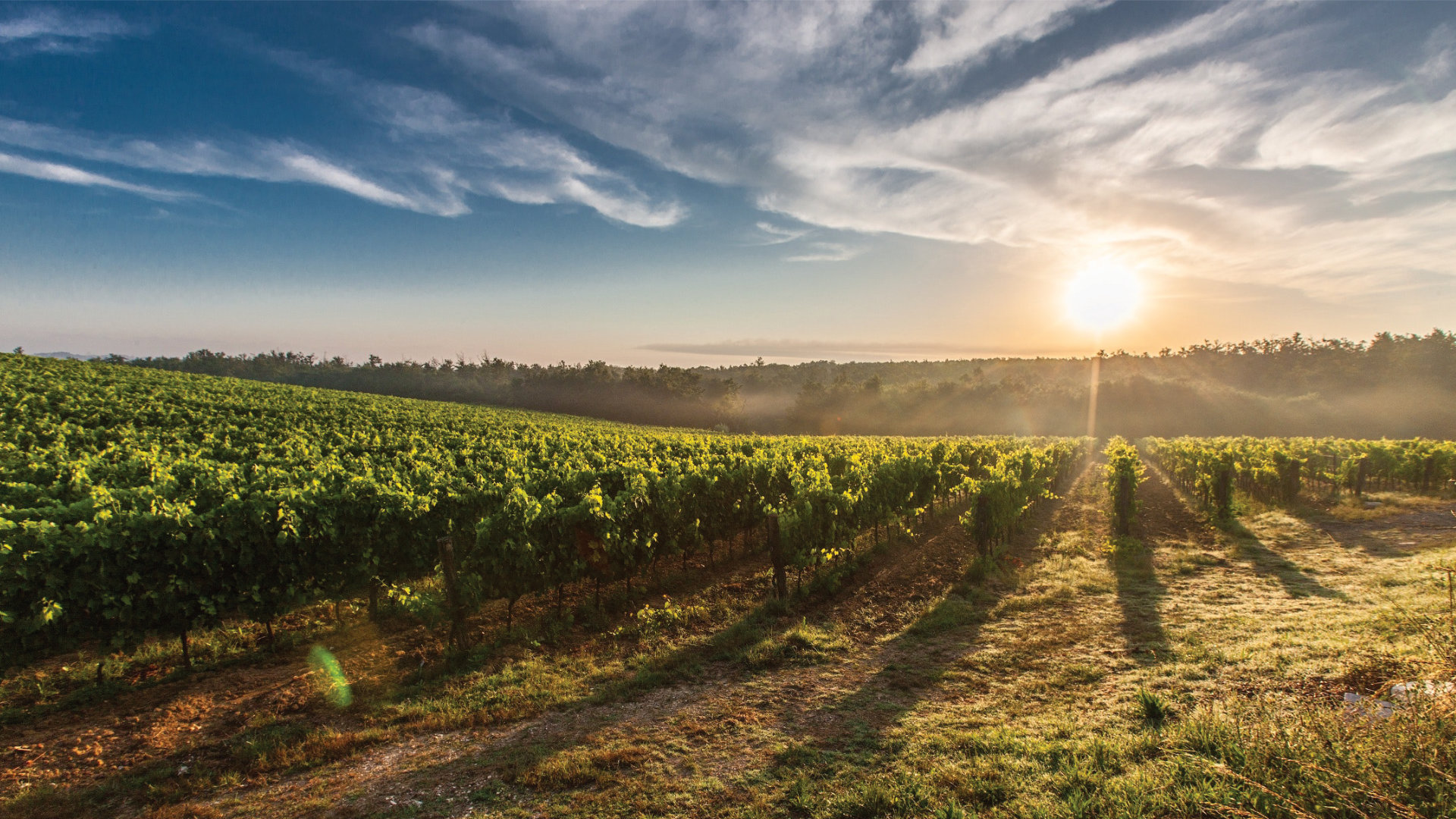 Weingut Bendehof