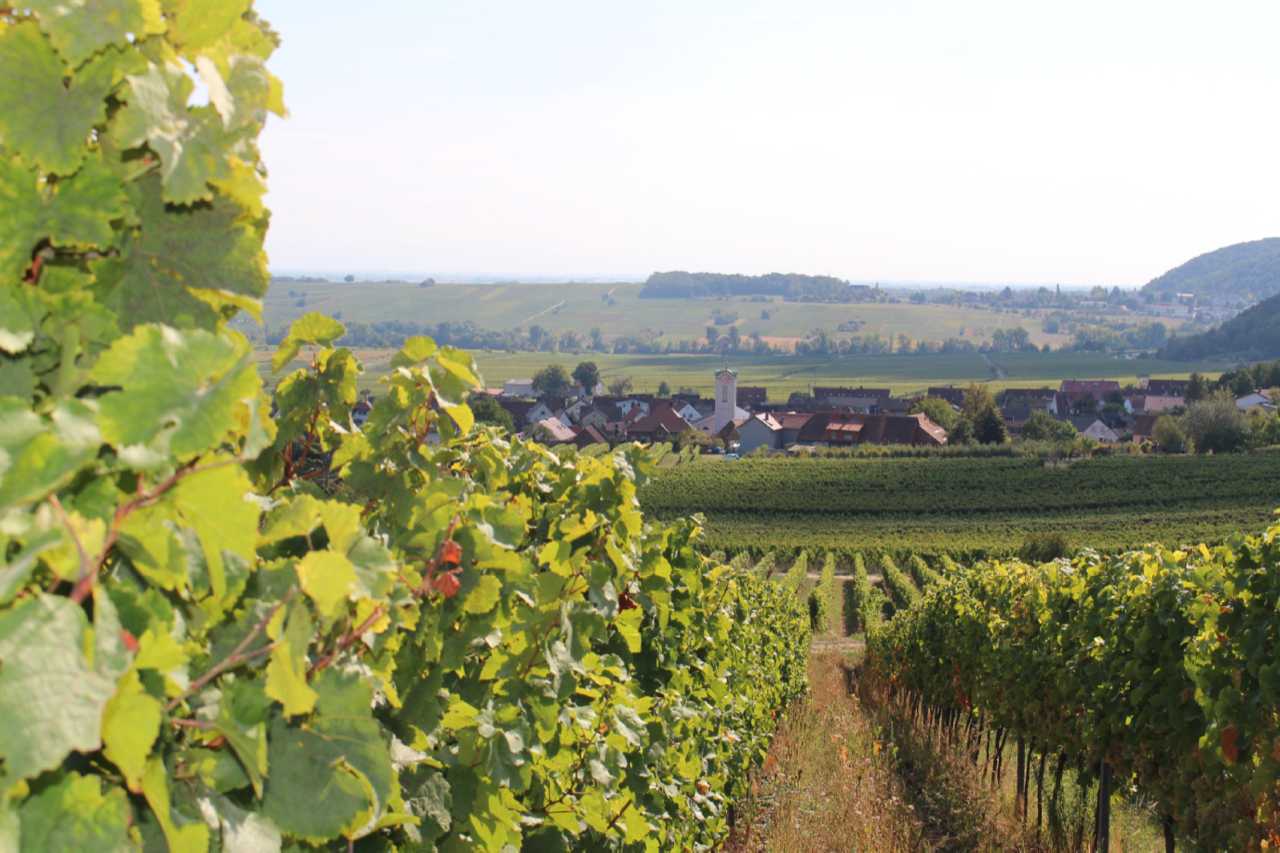 Foto 11 von Weingut Bender