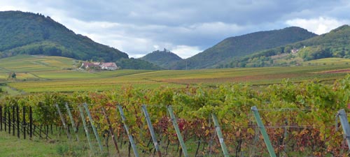Foto 7 von Weingut Bender