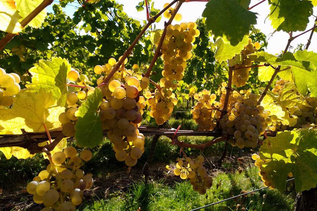 Foto 13 von Weingut Bender