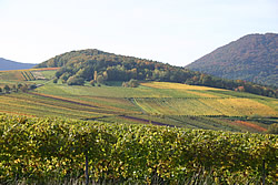 Foto 8 von Weingut Bender