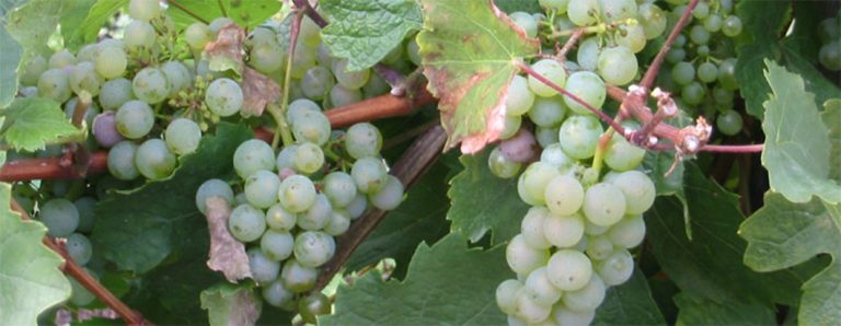 Foto 1 von Weingut Bernard-Kieren