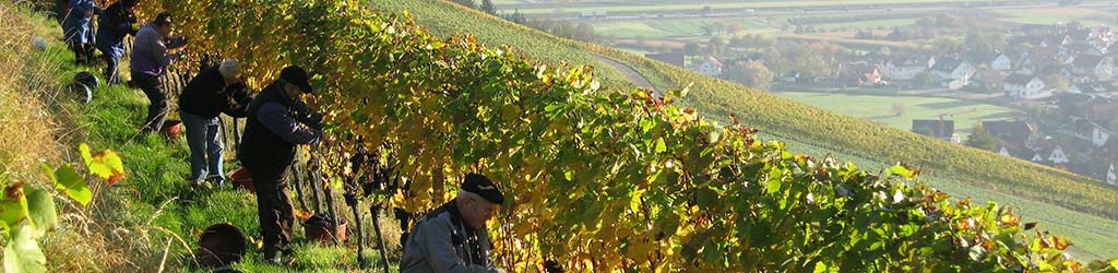 Foto 4 von Weingut Bernhard Huber