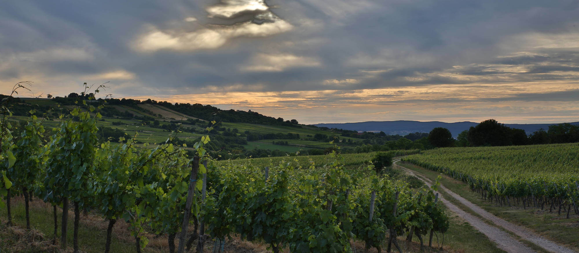 Foto 2 von Weingut Bettenheimer