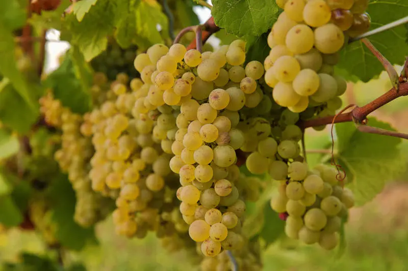 Foto 5 von Weingut Bettenheimer