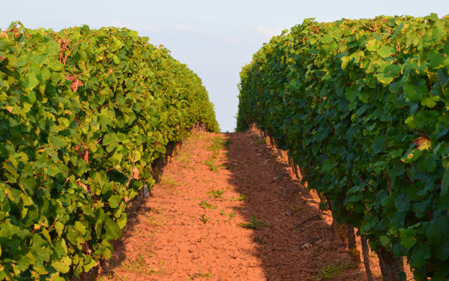 Foto 4 von Weingut Binz