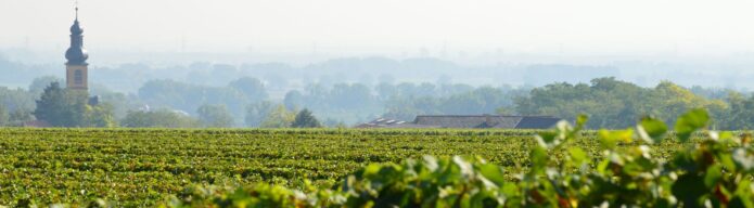 Foto 5 von Weingut Binz