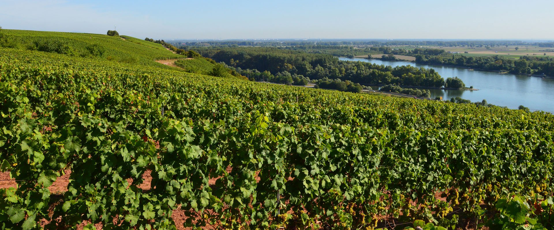 Foto 1 von Weingut Binz