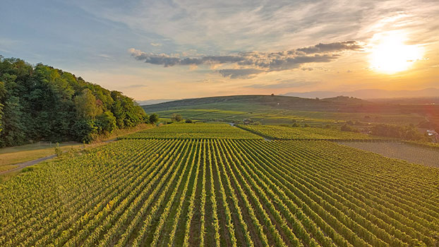Foto 6 von Weingut Birmelin