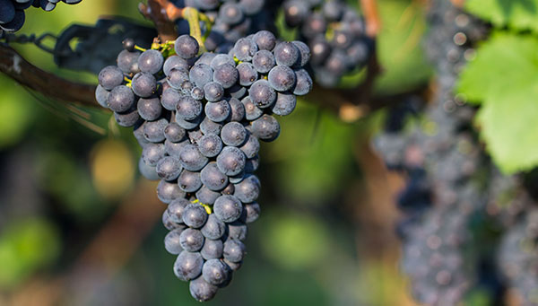 Foto 7 von Weingut Birmelin