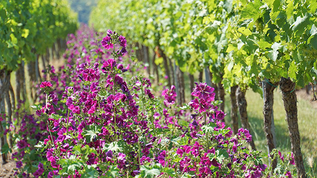 Foto 5 von Weingut Birmelin
