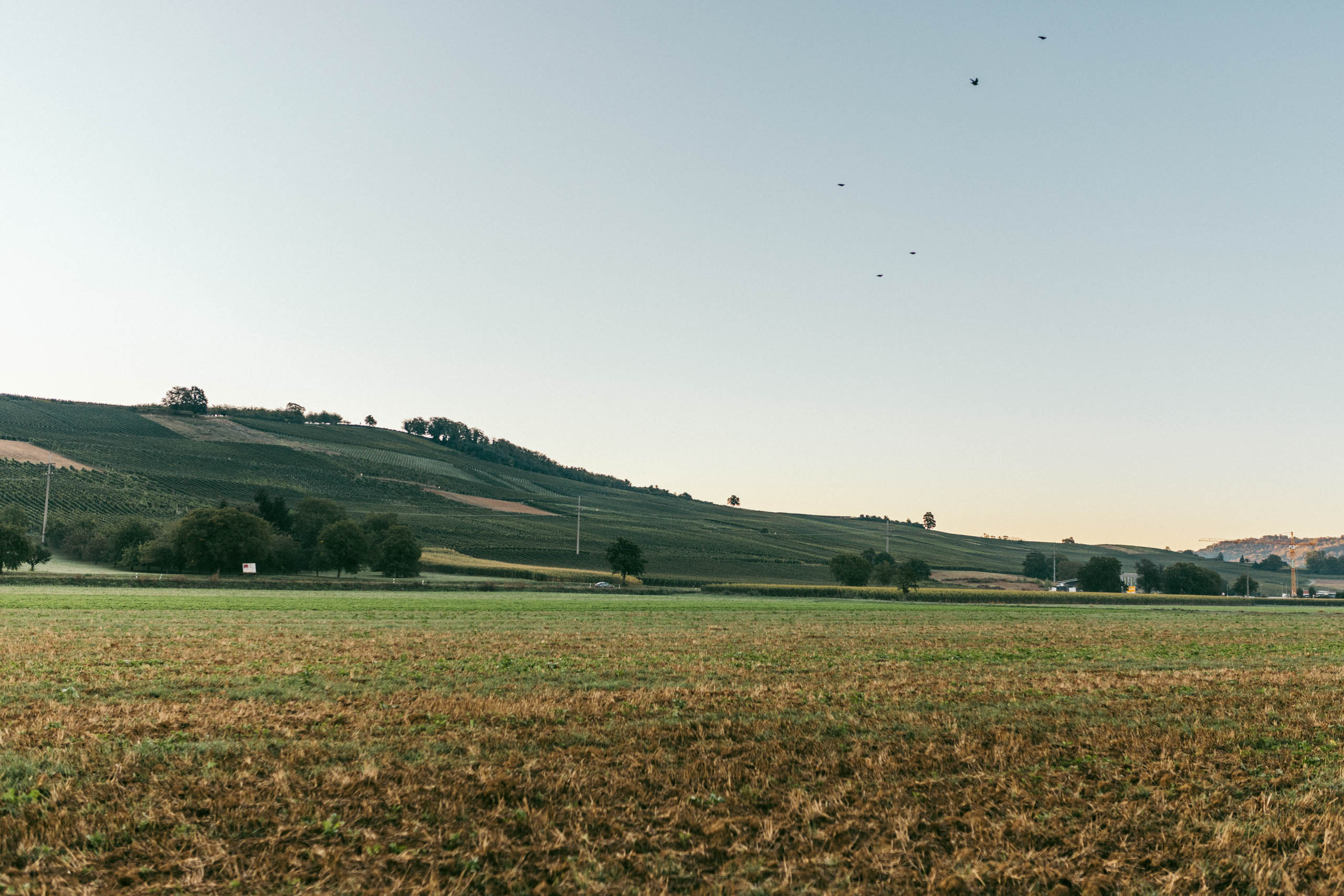 Weingut Blankenhorn