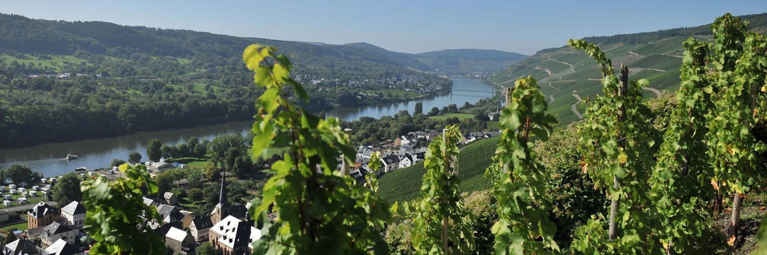 Foto 4 von Weingut Blesius