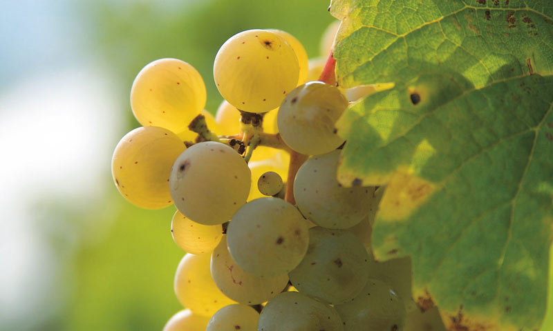 Foto 3 von Weingut Bohn-Leimbrock