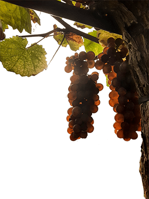 Weingut Bollig-Mühlenhof