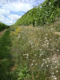 Foto 6 von Weingut Bollig-Mühlenhof