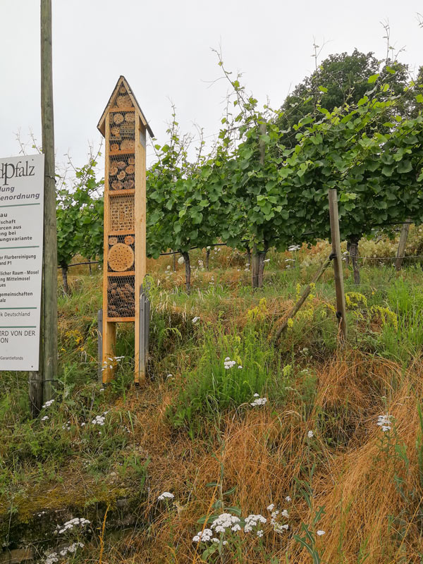 Foto 2 von Weingut Bollig-Mühlenhof