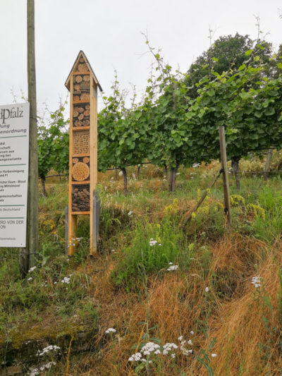 Foto 4 von Weingut Bollig-Mühlenhof