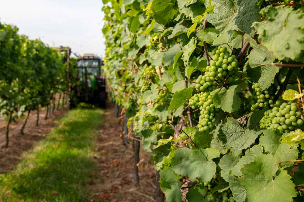 Foto 1 von Weingut Bourquin