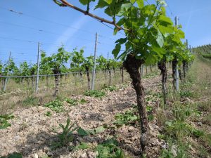Photo 1 of Weingut Brand