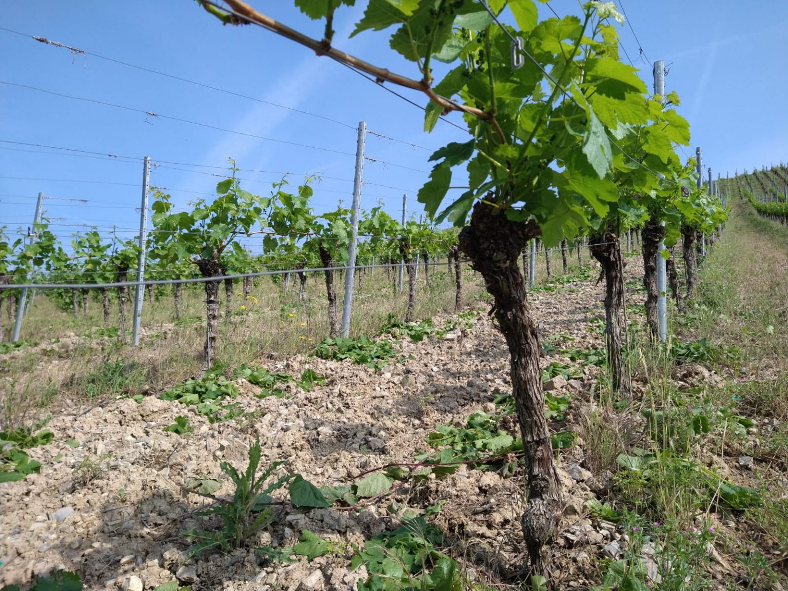 Photo 4 of Weingut Brand
