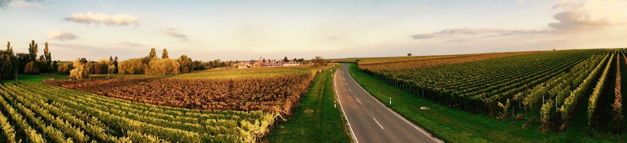 Foto 5 von Weingut Braun & Sohn GdbR