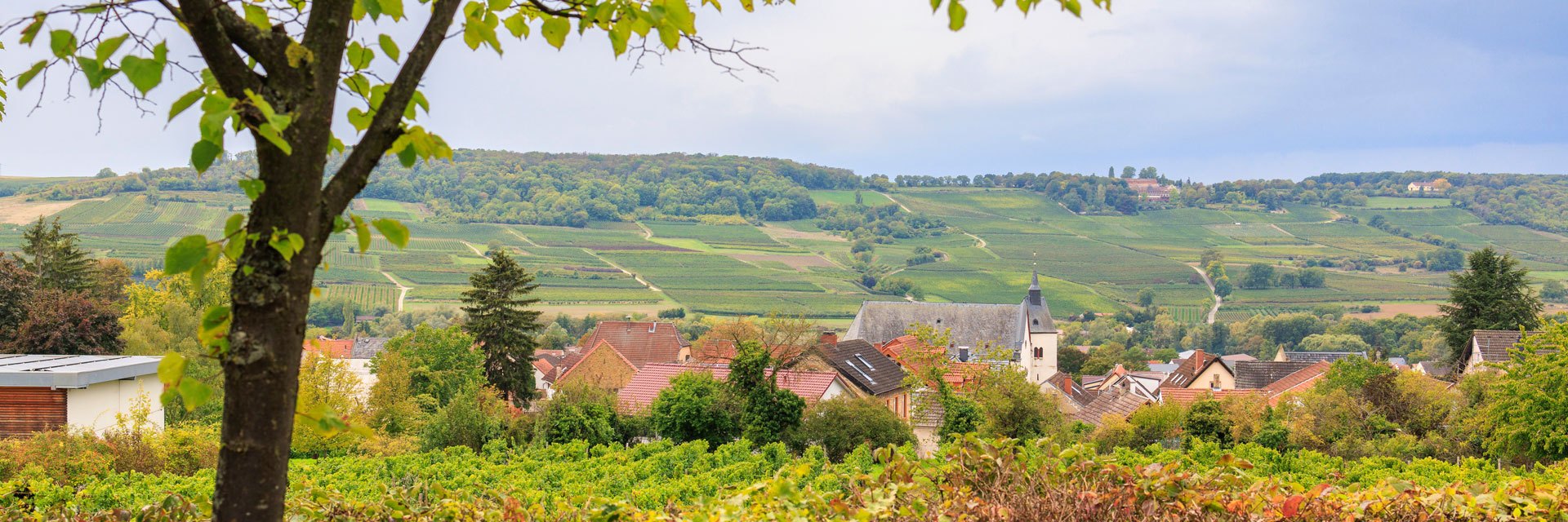 Foto 1 von Weingut - Breidscheid