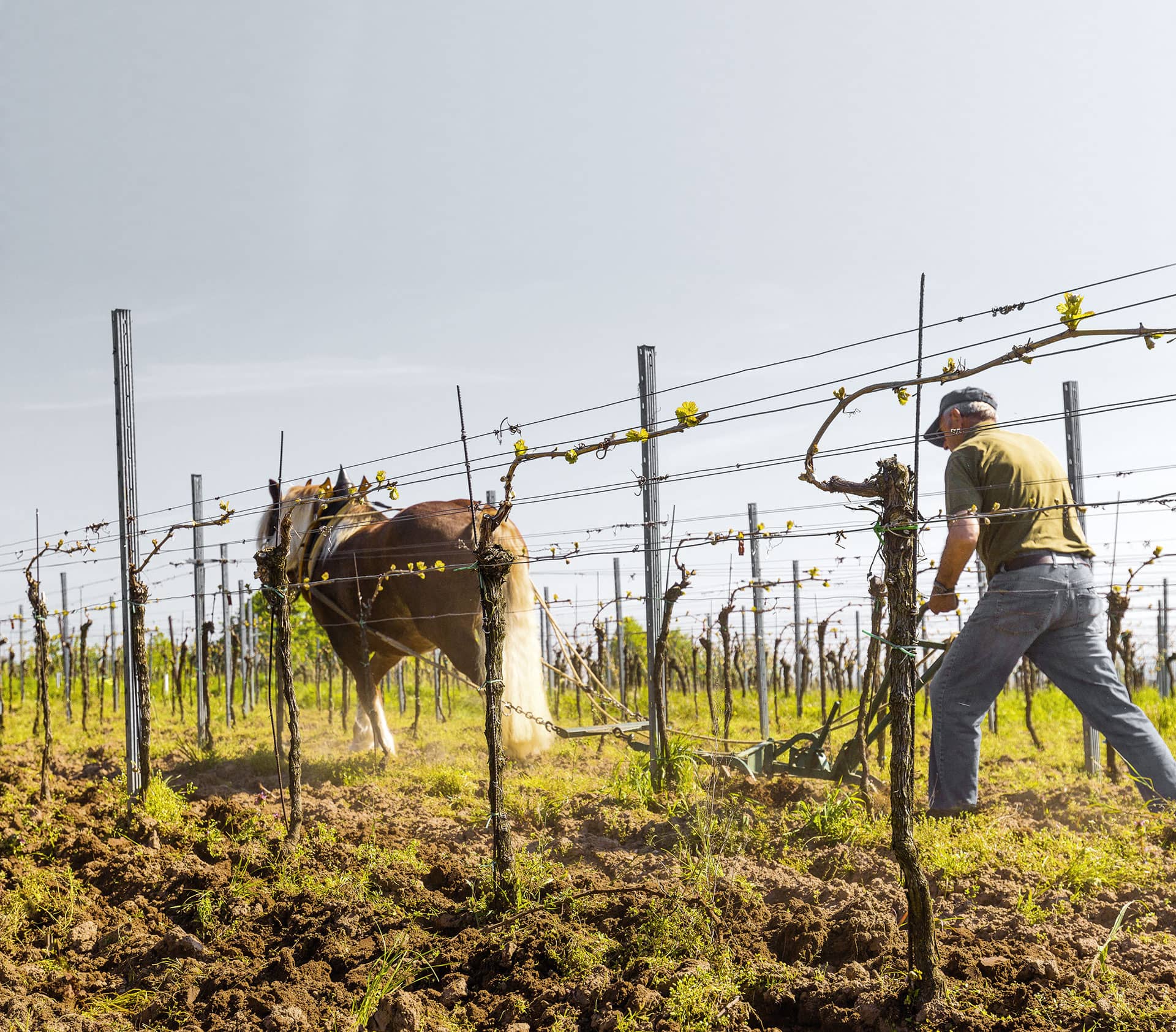 Weingut Brennerei Christian & Herbert Heußler