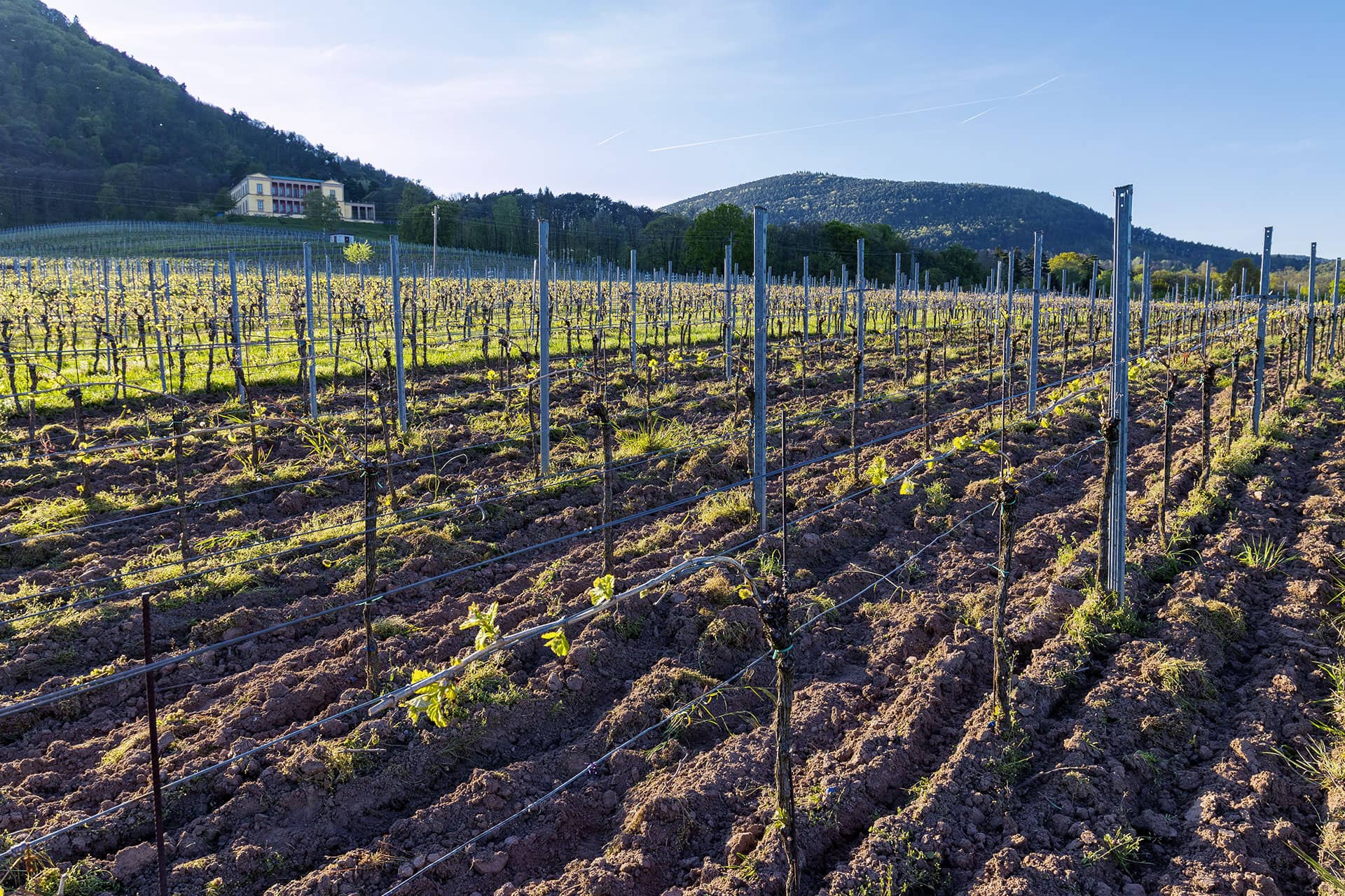 Foto 1 von Weingut Brennerei Christian & Herbert Heußler