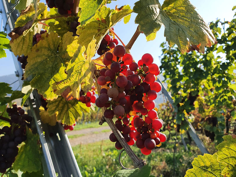 Фото 7 из Weingut & Brennerei Löwen