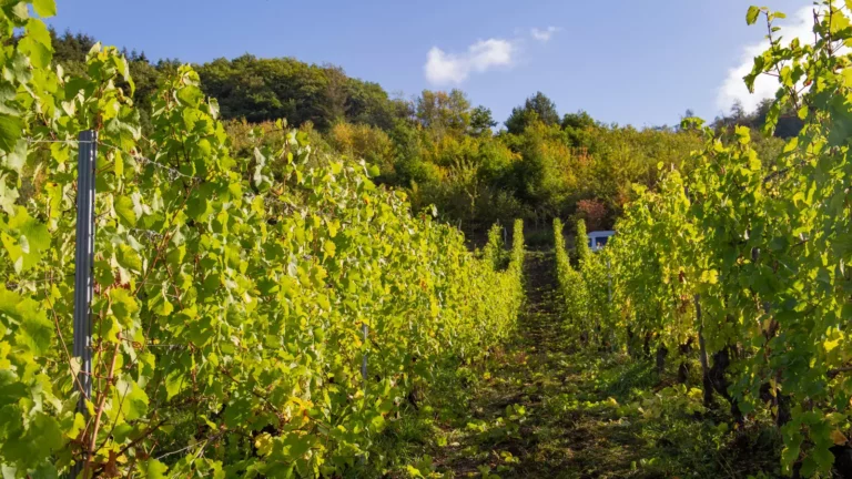 Foto 7 von Weingut Bucher