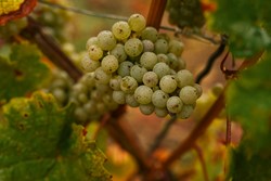 Foto 4 von Weingut Bürgermeister Willi Schweinhardt Nachfolger