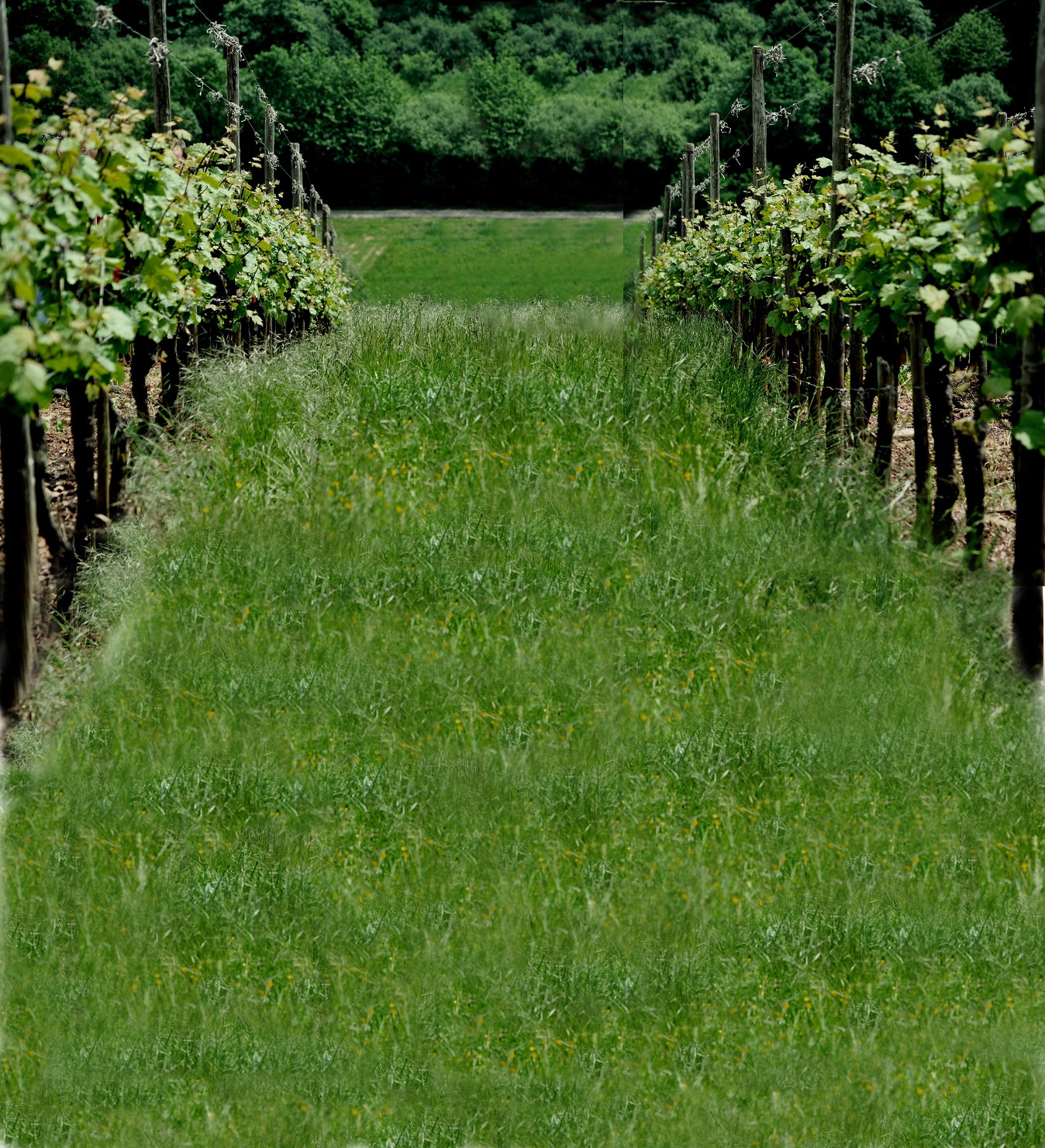 Weingut Burg