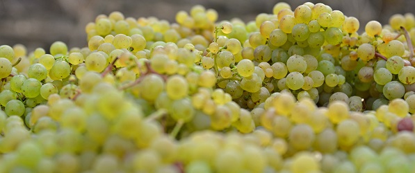 Foto 2 von Weingut Burg