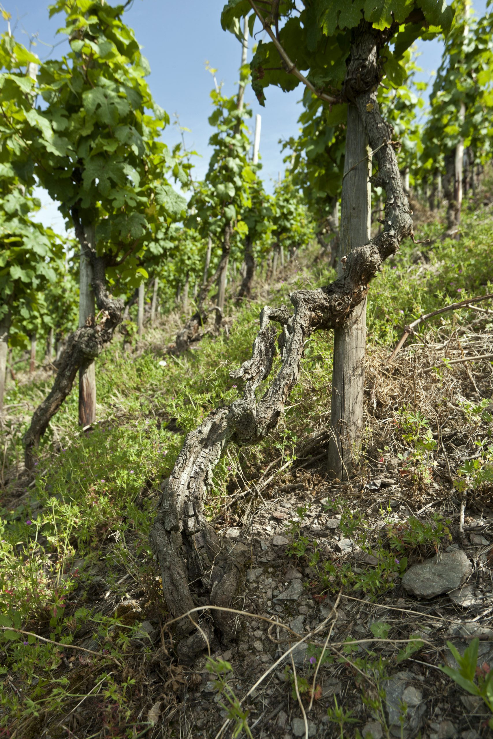 Foto 1 von Weingut Carl Loewen