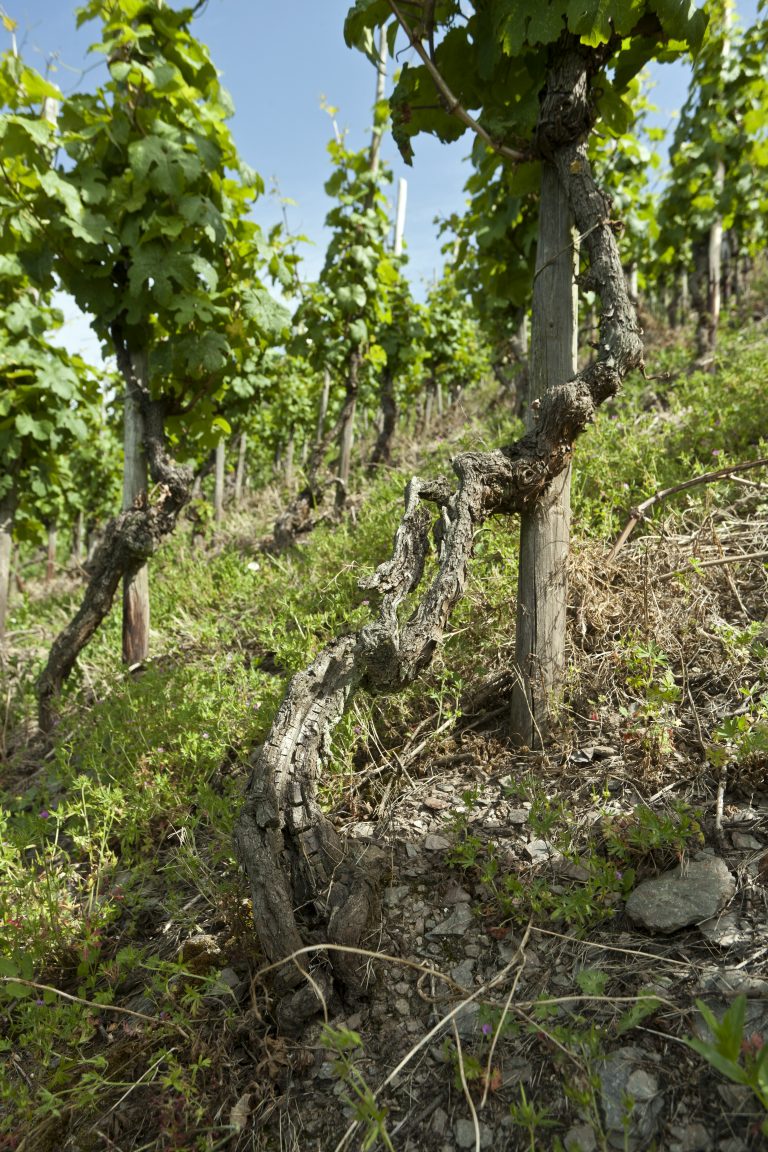 Foto 4 von Weingut Carl Loewen