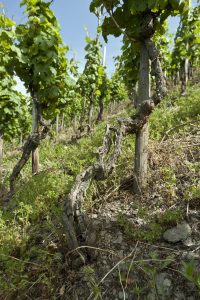Foto 2 von Weingut Carl Loewen