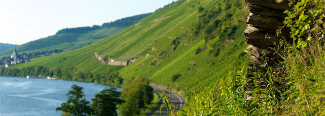 Foto 1 von Weingut Caspari-Kappel