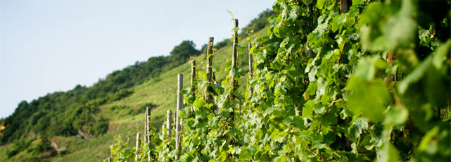 Foto 2 von Weingut Caspari-Kappel