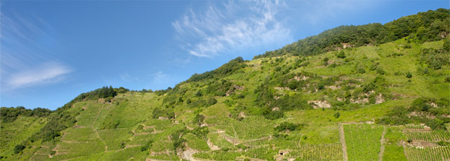 Foto 3 von Weingut Caspari-Kappel