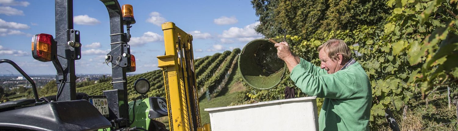 Foto 6 von Weingut Clauer