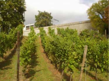 Foto 1 von Erfurter Weinzunft 2002 e.V.