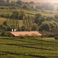 Foto 6 von Weingut Cuntz Sonnenhof