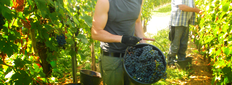Foto 1 von Weingut Dany & Sohn