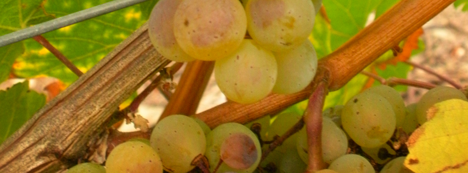 Foto 2 von Weingut Dany & Sohn