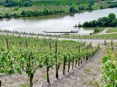 Foto 7 von Weingut Dany