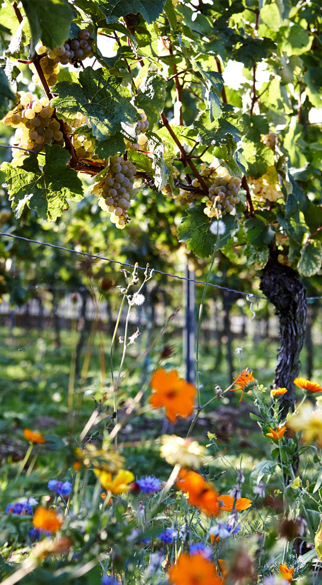 Foto 5 von Weingut Darting